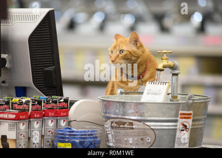 Katze trinken aus der Ritus im Regen Anzeige in einem Baumarkt in Baker City, Oregon. Stockfoto