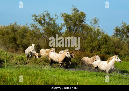 Weiße Camargue Pferde in Wasser Stockfoto