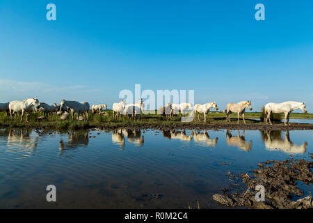 Weiße Camargue Pferde, Saintes Mariede la Mer, Frankreich Stockfoto