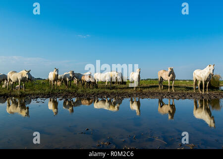 Weiße Camargue Pferde, Saintes Mariede la Mer, Frankreich Stockfoto