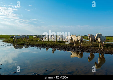 Weiße Camargue Pferde, Saintes Mariede la Mer, Frankreich Stockfoto