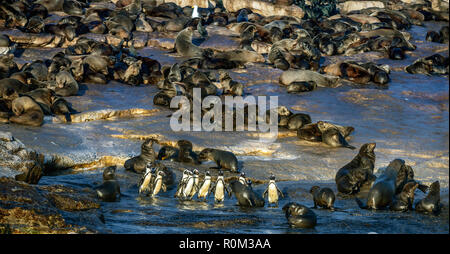 Afrikanische Pinguine auf Seal Island. African Penguin, Spheniscus demersus, auch als die Brillenpinguine und Schwarz-füßiges Pinguin bekannt. Kolonie kap Fell Stockfoto