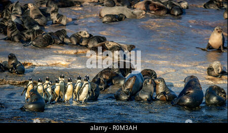 Afrikanische Pinguine auf Seal Island. African Penguin, Spheniscus demersus, auch als die Brillenpinguine und Schwarz-füßiges Pinguin bekannt. Kolonie kap Fell Stockfoto