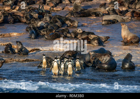 Afrikanische Pinguine auf Seal Island. African Penguin, Spheniscus demersus, auch als die Brillenpinguine und Schwarz-füßiges Pinguin bekannt. Kolonie kap Fell Stockfoto