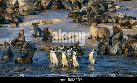 Afrikanische Pinguine auf Seal Island. African Penguin, Spheniscus demersus, auch als die Brillenpinguine und Schwarz-füßiges Pinguin bekannt. Kolonie kap Fell Stockfoto