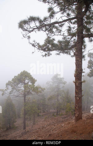 Cloud Pinien im Nebel in der Nähe von Vilaflor auf Teneriffa, Kanarische Inseln Stockfoto