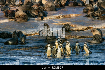 Afrikanische Pinguine auf Seal Island. African Penguin, Spheniscus demersus, auch als die Brillenpinguine und Schwarz-füßiges Pinguin bekannt. Kolonie kap Fell Stockfoto