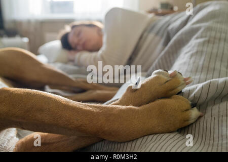 Schlafen im Bett mit einem Hund. Stockfoto