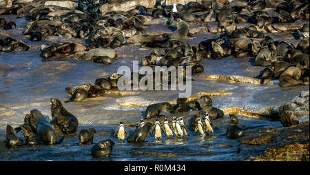 Afrikanische Pinguine auf Seal Island. African Penguin, Spheniscus demersus, auch als die Brillenpinguine und Schwarz-füßiges Pinguin bekannt. Kolonie kap Fell Stockfoto