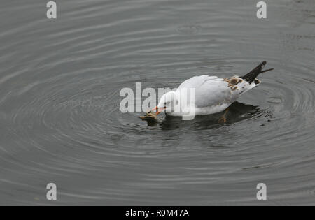 Eine hübsche Lachmöwe (Chroicocephalus ridibundus) Schwimmen in einem See mit einer Krebse im Schnabel, die es gerade gefangen ist und sich über zu essen. Stockfoto