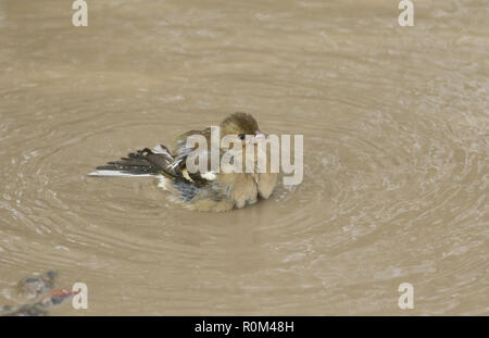 Eine hübsche Frau Buchfink (Fringilla coelebs) in ein Bad in einer Pfütze. Stockfoto