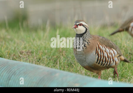 Eine hübsche Red-Legged Rebhuhn (alectoris Rufa) auf der Suche nach Nahrung in einem Feld die Landwirte im Vereinigten Königreich. Stockfoto