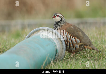 Eine hübsche Red-Legged Rebhuhn (alectoris Rufa) auf der Suche nach Nahrung in einem Feld die Landwirte im Vereinigten Königreich. Stockfoto