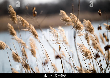 Picture of plants in front of blue lake Stockfoto
