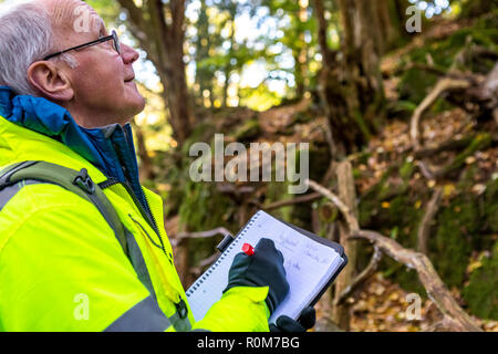 Professionelle tree Inspector Steve Maros routinemäßig überprüft Bäume an Puzzlewood Besucherattraktion, Wald von Dekan für die öffentliche Sicherheit gewährleisten Stockfoto