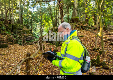 Professionelle tree Inspector Steve Maros routinemäßig überprüft Bäume an Puzzlewood Besucherattraktion, Wald von Dekan für die öffentliche Sicherheit gewährleisten Stockfoto