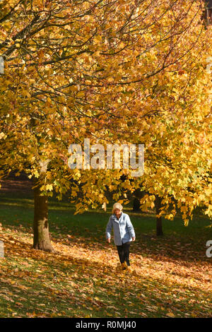 Brighton, Großbritannien, 6. November 2018 - ein Wanderer erfreut sich einer durch die bunten Blätter im Herbst in Queens Park Brighton an einem schönen warmen sonnigen Nachmittag Credit Spaziergang: Simon Dack/Alamy leben Nachrichten Stockfoto