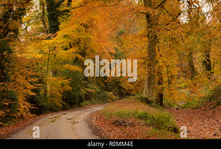 Southleigh, East Devon, Großbritannien. 6. November 2018. UK Wetter: Bunter Herbst Farben schmücken Bäume An einem Feldweg in der East Devon. Stürme und Starkregen ist über Nacht ein Ende der glorreichen Herbst Wettervorhersage. Credit: PQ Images/Alamy leben Nachrichten Stockfoto