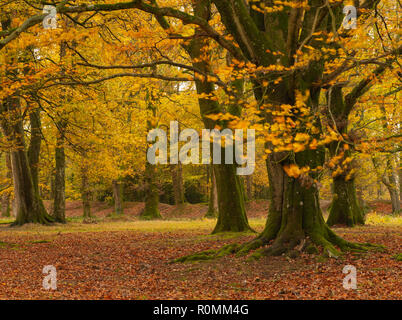 Southleigh, East Devon, Großbritannien. 6. November 2018. UK Wetter: Lebendige Farben des Herbstes Bäume in East Devon schmücken vor starkem Regen und Stürme. Credit: PQ Images/Alamy leben Nachrichten Stockfoto