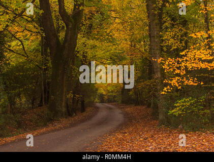 Southleigh, East Devon, Großbritannien. 6. November 2018. UK Wetter: Bunter Herbst Farben schmücken Bäume An einem Feldweg in der East Devon. Stürme und Starkregen ist über Nacht ein Ende der glorreichen Herbst Wettervorhersage. Credit: PQ Images/Alamy leben Nachrichten Stockfoto