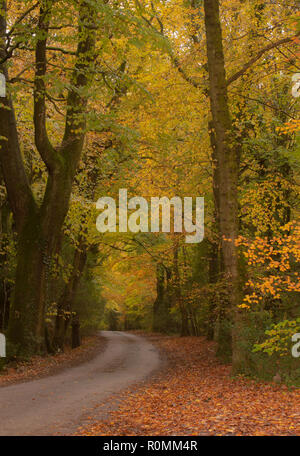 Southleigh, East Devon, Großbritannien. 6. November 2018. UK Wetter: Bunter Herbst Farben schmücken Bäume An einem Feldweg in der East Devon. Stürme und Starkregen ist über Nacht ein Ende der glorreichen Herbst Wettervorhersage. Credit: PQ Images/Alamy leben Nachrichten Stockfoto