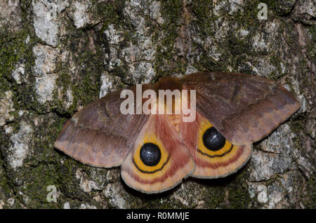 Io-Moth, Automeris io, weibliche Übersicht eyespots Stockfoto