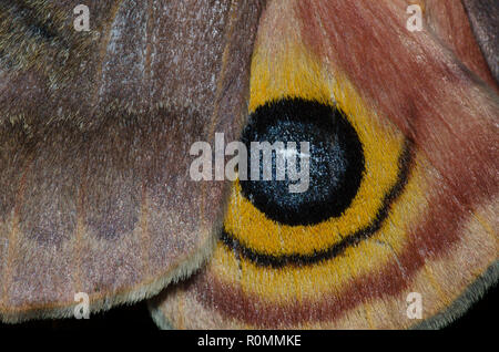 Io-Moth, Automeris io, weibliche Halmbruch Stockfoto