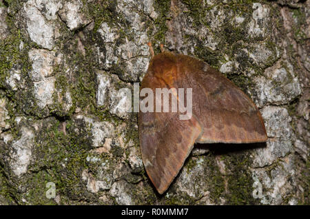 Io-Moth, Automeris io, Weiblich Stockfoto