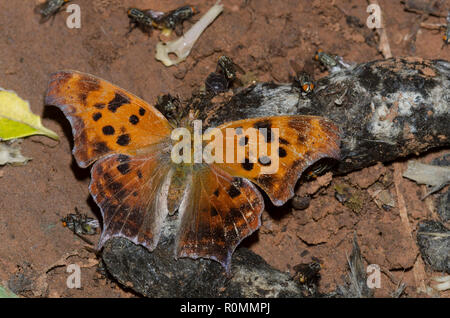 Fragezeichen, Polygonia interrogationis, abgenutzt und verblasst Probing coyote Scat Stockfoto