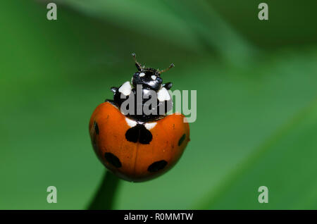 Sieben - gefleckte Dame Käfer, Coccinella septempunctata Stockfoto