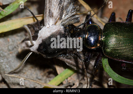 Caterpillar Hunter, Calosoma sp., die Erfassung der Sphinx Sphinx wasti Wasti Stockfoto