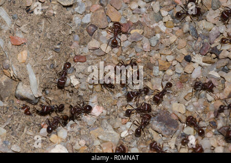 Red Harvester Ameisen, Pogonomyrmex barbatus Stockfoto