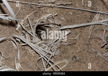 Wolf Spider, Familie Lycosidae, fuchsbau Revolver Stockfoto