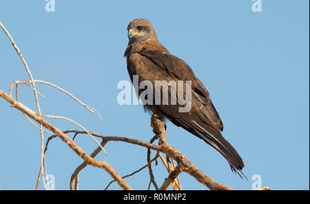 Schwarzmilan, MILVUS MIGRANS, in einem Baum in westernWestern Queensland mit blauer Himmel thront Stockfoto