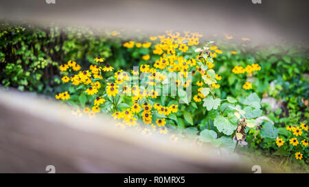 Blick durch Holzzaun, saisonale blühen gelbe Daisy Blumen im Garten. Ruhigen park Natur Konzept, winzige Blüten im Herbst Stockfoto