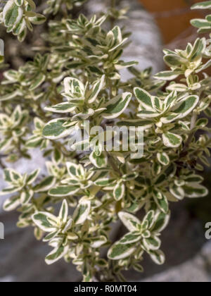 Wilder Majoran, Origanum vulgare Stockfoto