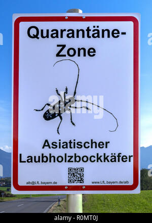 Warnschild, Asian longhorned Beetle Stockfoto