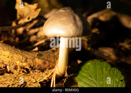 Close-up Farbfoto von Shield Pilzzucht von Totholz im Querformat. Stockfoto