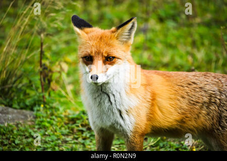 Ständigen Red Fox in einem Clos Stockfoto