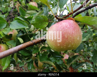 Einen reifen Apfel hängt an einem Ast unter dem grünen Laub. Auf dem Obst frisch fällt. Stockfoto