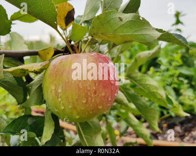 Einen reifen Apfel hängt an einem Ast unter dem grünen Laub. Auf dem Obst frisch fällt. Stockfoto