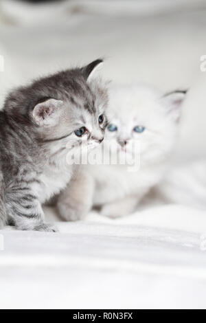 Beauty Welpen Katzen im Winter, sibirische Rasse Stockfoto