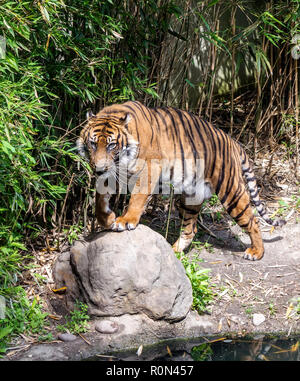 Sumatra-tiger (Panthera tigris sondaica) neben dem Teich. Tiger sind starke Schwimmer und oft in Teichen, Seen und Flüssen baden. Stockfoto