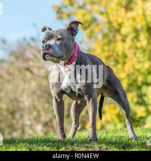 Staffordshire Bull Terrier Hund Stockfoto