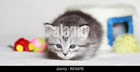 Adorable Welpen Katze der Sibirischen Katze auf dem Schnee, sibirische reinrassigen Stockfoto