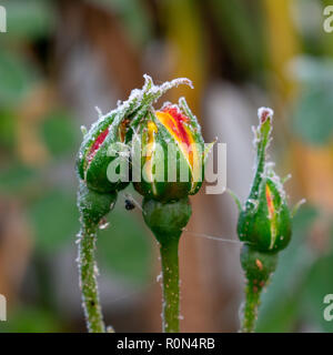 Ersten Frost auf rosenknospen, spinnen Web mit toten Fliegen Stockfoto