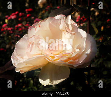 Ziemlich große rosa üppigen welken Rose am sonnigen Herbst Garten Stockfoto