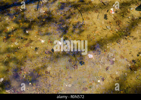 Landschaft bei Hawn State Park Stockfoto