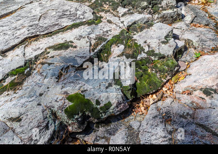 Landschaft bei Hawn State Park Stockfoto