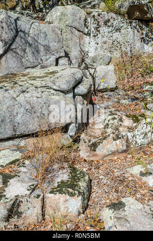 Landschaft bei Hawn State Park Stockfoto